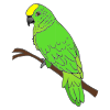 Green+Parrot Picture