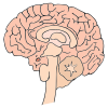 To Martha's brain