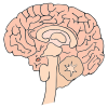brain Picture