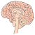 brain