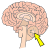 brain