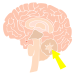 Cerebellum Stencil