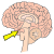 brain