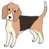 Beagle