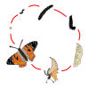 life cycle  Picture