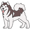 Alaskan Malamute