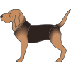 hunting dog