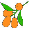 Kumquats