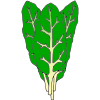 Swiss Chard