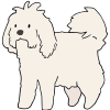 Maltese