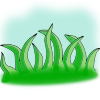 Wheat grass