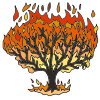 Burning Bush