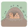 Groundhogs are primarily ground-dwelling animals. They dig burrows for shelter, often with multiple entrances.  Picture