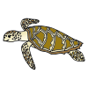 sea turtle  Picture