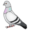 pigeon Picture