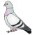 bird