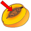 Peach Pit