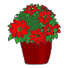 The+poinsettia+is+a+beautiful+red+plant. Picture