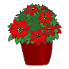 The poinsettia is a beautiful red plant.