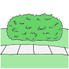 MULBERRY BUSH