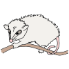 Opossum Picture