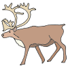 Caribou
One adult caribou eats about 12 pounds (5 kilograms) of food each day.
