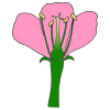 Flower Picture