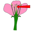 pistil