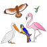 bird