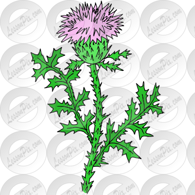 Thistle Picture