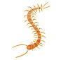Centipede Stencil