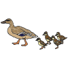 Duck+_+ducklings Picture
