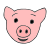 pig