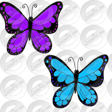 Butterflies Picture