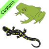 an+amphibian Picture