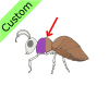 insect body