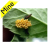 Ladybug+Eggs Picture