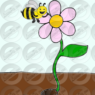 bee flower Picture