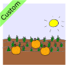 The pumpkins are IN the field.