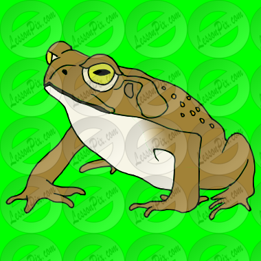 Toad Picture