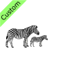 Zebra+and+Foal Picture