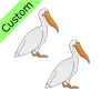 Pelicans Picture