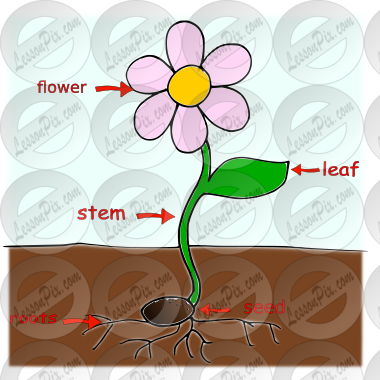 plant parts Picture for Classroom / Therapy Use - Great plant parts Clipart