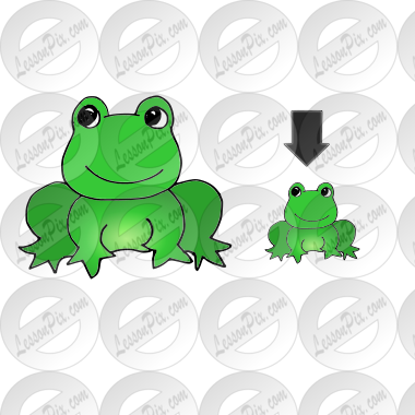 Small Frog Picture