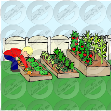Pick vegetables Picture
